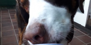 Beitragsbild des Blogbeitrags Carlos