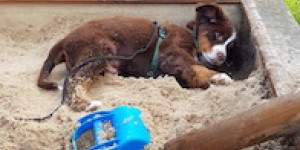 Beitragsbild des Blogbeitrags Balu´s 1. Geburstag