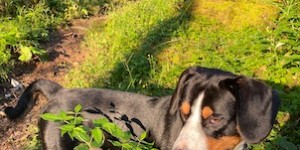Beitragsbild des Blogbeitrags Floyd hat Geburtstag