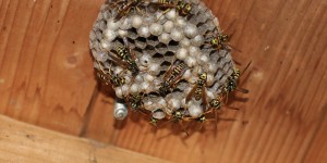 Beitragsbild des Blogbeitrags Mitbewohner