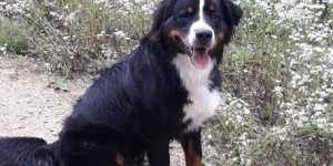 Beitragsbild des Blogbeitrags Balu