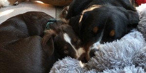 Beitragsbild des Blogbeitrags Ronja