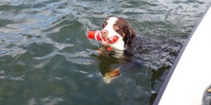 Beitragsbild des Blogbeitrags Carlos