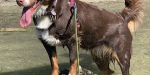 Beitragsbild des Blogbeitrags Kira