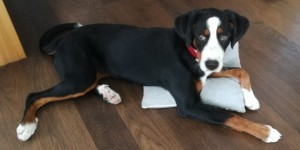 Beitragsbild des Blogbeitrags Roxy
