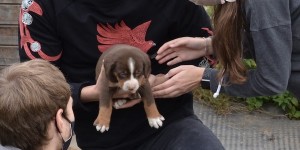 Beitragsbild des Blogbeitrags 10.10.  war Welthundetag 
