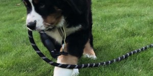 Beitragsbild des Blogbeitrags Sie ist Zucker (süß)