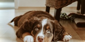 Beitragsbild des Blogbeitrags Simba