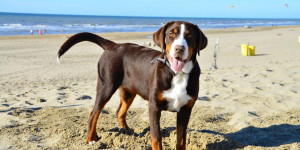 Beitragsbild des Blogbeitrags Urlaubsgrüsse von der Ostsee