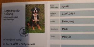 Beitragsbild des Blogbeitrags Herzlichen Glückwunsch zur Begleithundeprüfung!