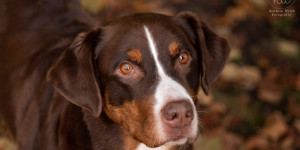 Beitragsbild des Blogbeitrags „Hunde stecken einem nicht mit Corona an, maximal mit Liebe“ 