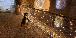 Beitragsbild des Blogbeitrags Adventzeit