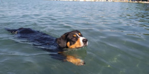 Beitragsbild des Blogbeitrags Senior Samy