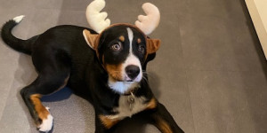 Beitragsbild des Blogbeitrags Gioia