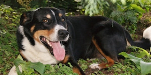 Beitragsbild des Blogbeitrags Swissydog