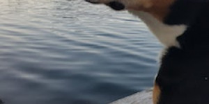 Beitragsbild des Blogbeitrags Seppe aus Niederlande