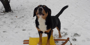 Beitragsbild des Blogbeitrags Winterspass