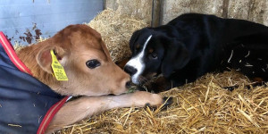 Beitragsbild des Blogbeitrags Sammy und seine Freundin Fiby, das Jersey Kalb 