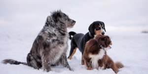 Beitragsbild des Blogbeitrags Winterfreuden auf vier Pfoten
