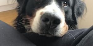 Beitragsbild des Blogbeitrags Veiti und sein Leckerli