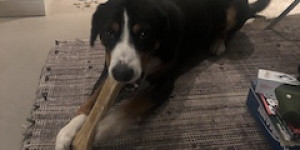 Beitragsbild des Blogbeitrags Bob aus Niederlande grüsst