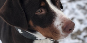 Beitragsbild des Blogbeitrags Grosser Sennenhund in braun, braun weiß 