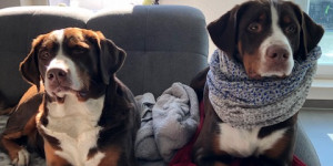 Beitragsbild des Blogbeitrags Husten beim Hund?