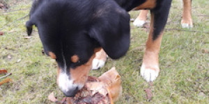 Beitragsbild des Blogbeitrags Liebeskummer 