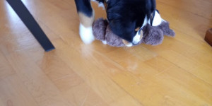 Beitragsbild des Blogbeitrags Xavers Heimfahrt 