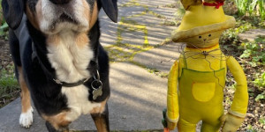 Beitragsbild des Blogbeitrags Ich bin ein alter Hase — Herzlichen Glückwunsch!