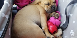 Beitragsbild des Blogbeitrags Puuki in der Welpen Gruppe