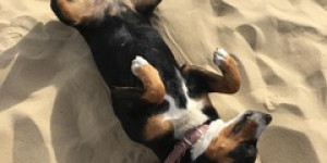 Beitragsbild des Blogbeitrags Bardot aus Düsseldorf soll bald einen neuen Gefährten bekommen