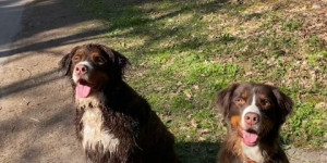 Beitragsbild des Blogbeitrags Gänsewiesen Hunde Treff in Deutschland
