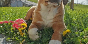 Beitragsbild des Blogbeitrags Der Löwenzahn blüht und die Sonne scheint