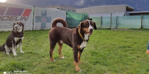 Beitragsbild des Blogbeitrags Unser Swissydog Atschi wird bald 6 Jahre.