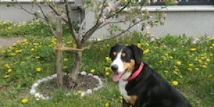 Beitragsbild des Blogbeitrags Bonny unterm Apfelbaum