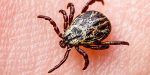 Beitragsbild des Blogbeitrags Hundemalaria durch Zecken? Die Babesiose im Überblick