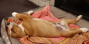 Beitragsbild des Blogbeitrags Ein Rückenschläfer