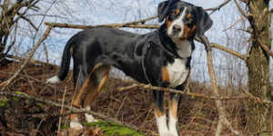 Beitragsbild des Blogbeitrags Maui (Gaia von den Gänsewiesen)… Swissy Dogs sind einfach spitze! 