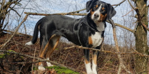 Beitragsbild des Blogbeitrags Maui (Gaia von den Gänsewiesen)… Swissy Dogs sind einfach spitze!
