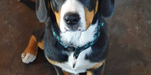 Beitragsbild des Blogbeitrags Ich bin ein Gänsewiesen Entlebucher