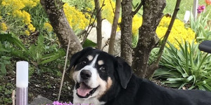 Beitragsbild des Blogbeitrags Dei Frühlingstage 