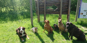 Beitragsbild des Blogbeitrags Freundschaften in der Hundezone :-)) 