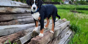 Beitragsbild des Blogbeitrags Isko ist ein ganz toller Hund und macht mir jeden Tag Freude J
