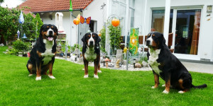 Beitragsbild des Blogbeitrags Benji von den Gänsewiesen feierte gestern den 11. Geburtstag !