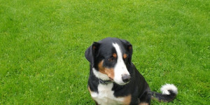 Beitragsbild des Blogbeitrags Appenzeller Sennenhund sucht ein neues Zuhause