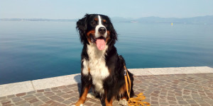 Beitragsbild des Blogbeitrags Urlaubsgrüsse von Gardasee 
