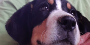 Beitragsbild des Blogbeitrags Nala hilft beim „Gartln“