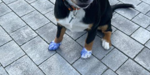 Beitragsbild des Blogbeitrags Manchmal muss man auch zu Blödsinn lachen