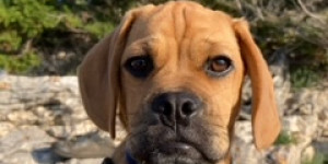 Beitragsbild des Blogbeitrags Jimmy unser Puggle 